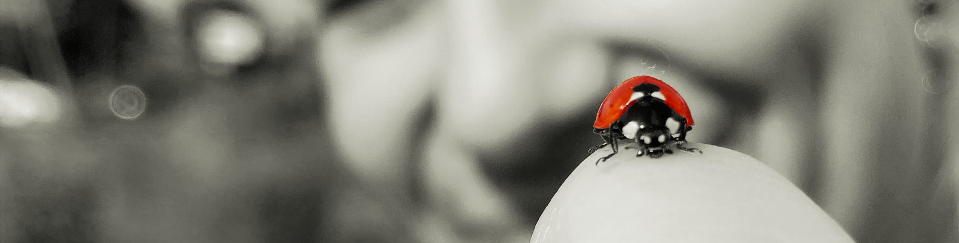 N-Trail Engadin Hintergrundbild